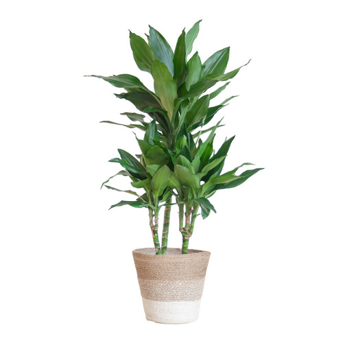 Dracaena janet lind cm - janet,
