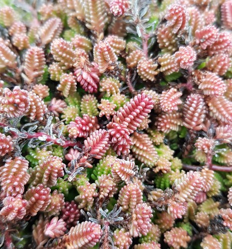 Sedum sexangulare orpin à - sexangulare,