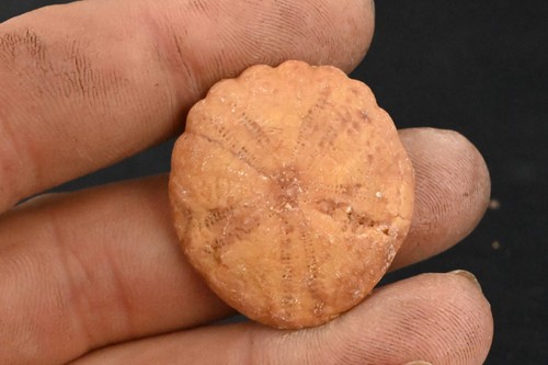 Oursin fossile rotuloidea - oursin,