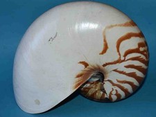 SEA SHELL - COQUILLAGES -