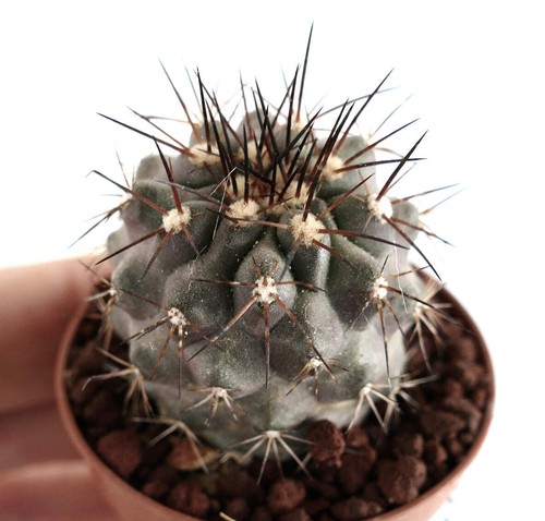 Copiapoa atacamensis cinerea - atacamensis, x