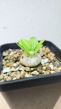 Pachypodium brevicaule ssp