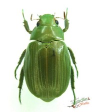 Chrysina Rodriquezi Brillant Vert Beetle Ensemble x1 A1- Entomologie Insect Nice