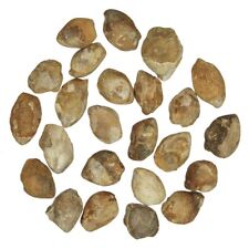 Brachiopodes fossiles - 2.5 à