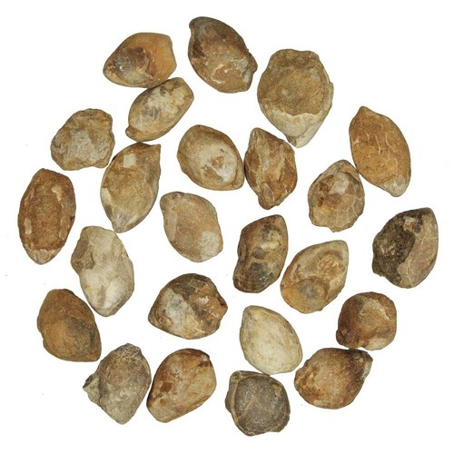 Brachiopodes fossiles 5 à - brachiopodes,