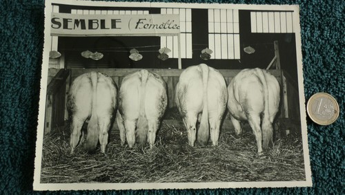 Photo concours agricole - ,