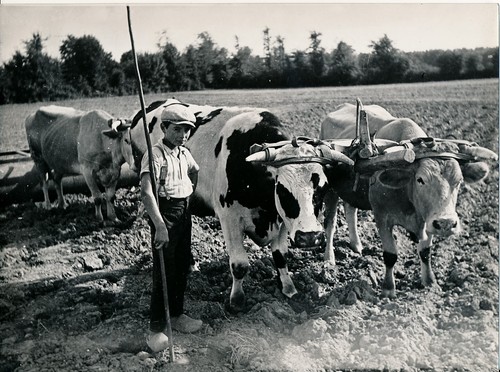 Charente 1950 scène de - -,