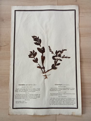 Ancien herbier botanique - ancien,