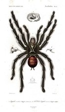 Mygale Avicularia Vogelspinnen