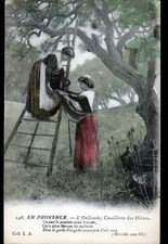 En PROVENCE (06) CUEILLETTE d'OLIVES , RECOLTE , OULIVADO début 1900