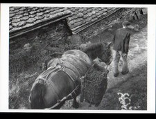 En CANTAL (15) PAYSAN avec MULE aux PANIERS de FUMIER en 1950