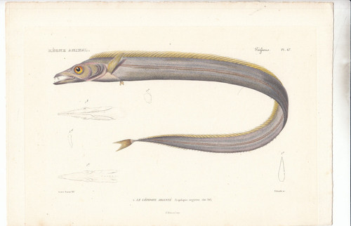 Original rare hand colored - original,