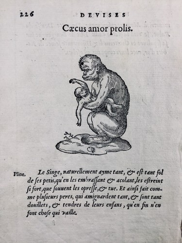 Singe 1557 rare - rare, monkey