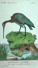 LE COURLIS A BEC GRÊLE