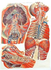 Lithographie Table Anatomique