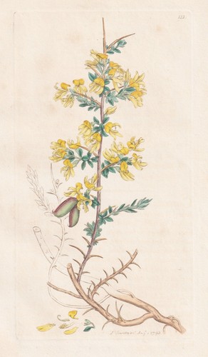 Genista anglica ginster - genista,