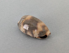 Cypraea Kieneri 19,3 mm Gem