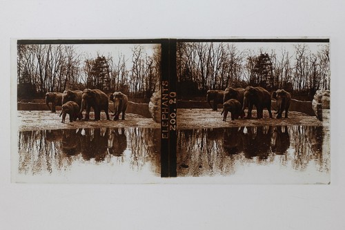 Elephants zoo france - zoo, france plaque