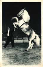 PC RADIO-CIRCUS OURAL HORSE REAL PHOTO CIRCUS ENTERTAINMENT (a39168)