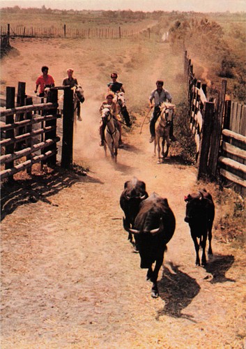 Camargue taureaux arrivant - taureaux,