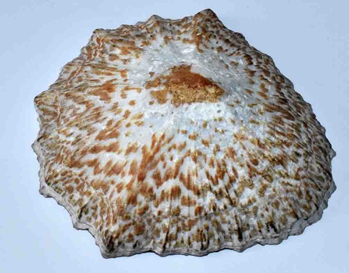 Sea shell coquillages - -,