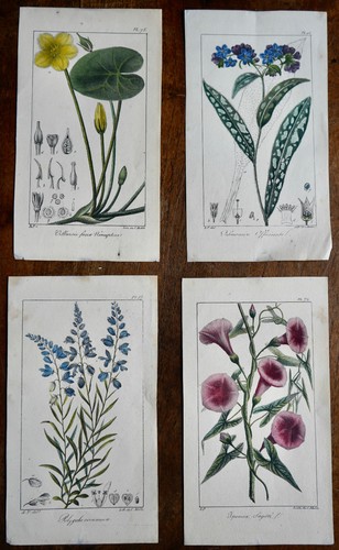 Lithographies botaniques c - 4,