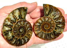 Split Ammonite 90 gr. .20 lb
