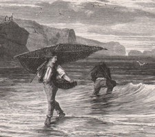 1880 Gravure Pêche au mulet