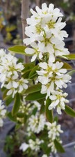 Amelanchier rotundifolia /