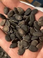 Luffa cylindra, courge eponge, 5 grammes à 50 grammes de graines.