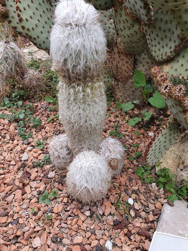 Cactus cierge oreocereus - cactus,