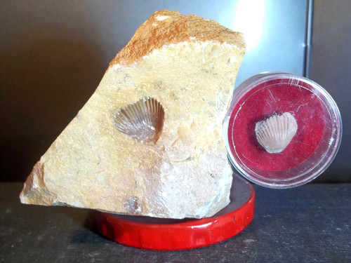 Fossile terebratula - fossile.,