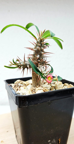 Euphorbia rossii live - rossii, ➡️--live