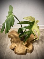 Bouture de tête Monstera