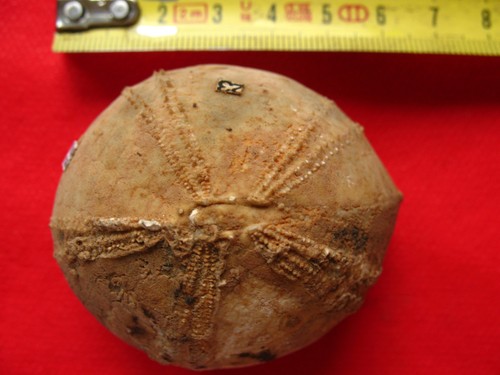 Oursin fossile coniacien - oursin,