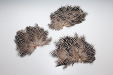 3 Anciens décors en plumes de pintade pour chapeaux, fond de modiste H 18 cm