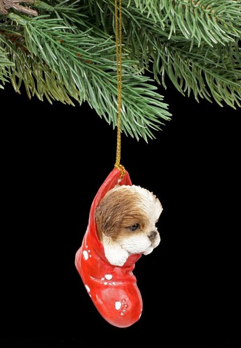 Noël chien shih tzu dans - -,