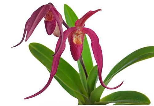 Phragmipedium ingrid - phragmipedium,