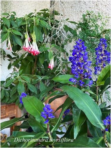 Dichorisandra thyrsiflora - , °