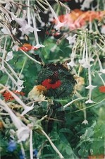 Jean Claude Chastaing -  Photo - Fleurs 4