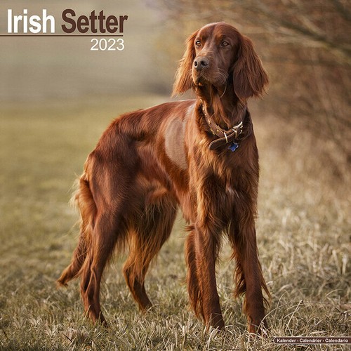 Calendrier 2023 setter - 2023,