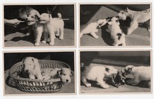 photo anonyme 8 tirages