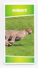Carte Cartatoto - Guépard
