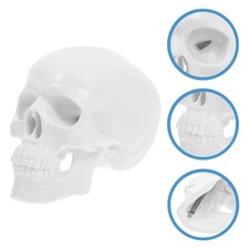  Crâne Anatomique Modèle De