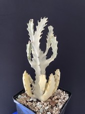 RARE! Cactus Blanc Lactéa Plante Caudex Euphorbia Trigona White Ghost Dragon 3