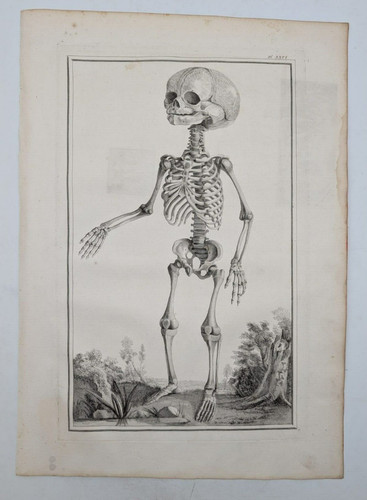 Squelette enfant anatomie - squelette, d'enfant