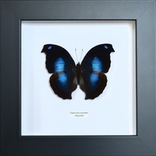 Papillon naturalisé encadré
