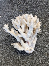 Gros corail coraux blanc Ancien De Collection 