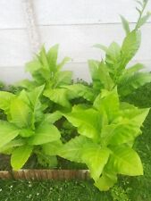 50 000 Graines de TABAC ( 5 Variétés )