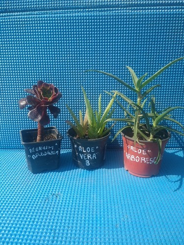 Lot comprenant aeonium - 1,